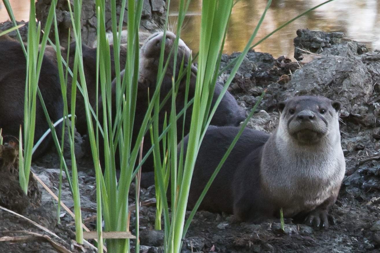 A Wary Otter - Family of otters in Yolo Bypass, CA by Denise Buckley Crawford