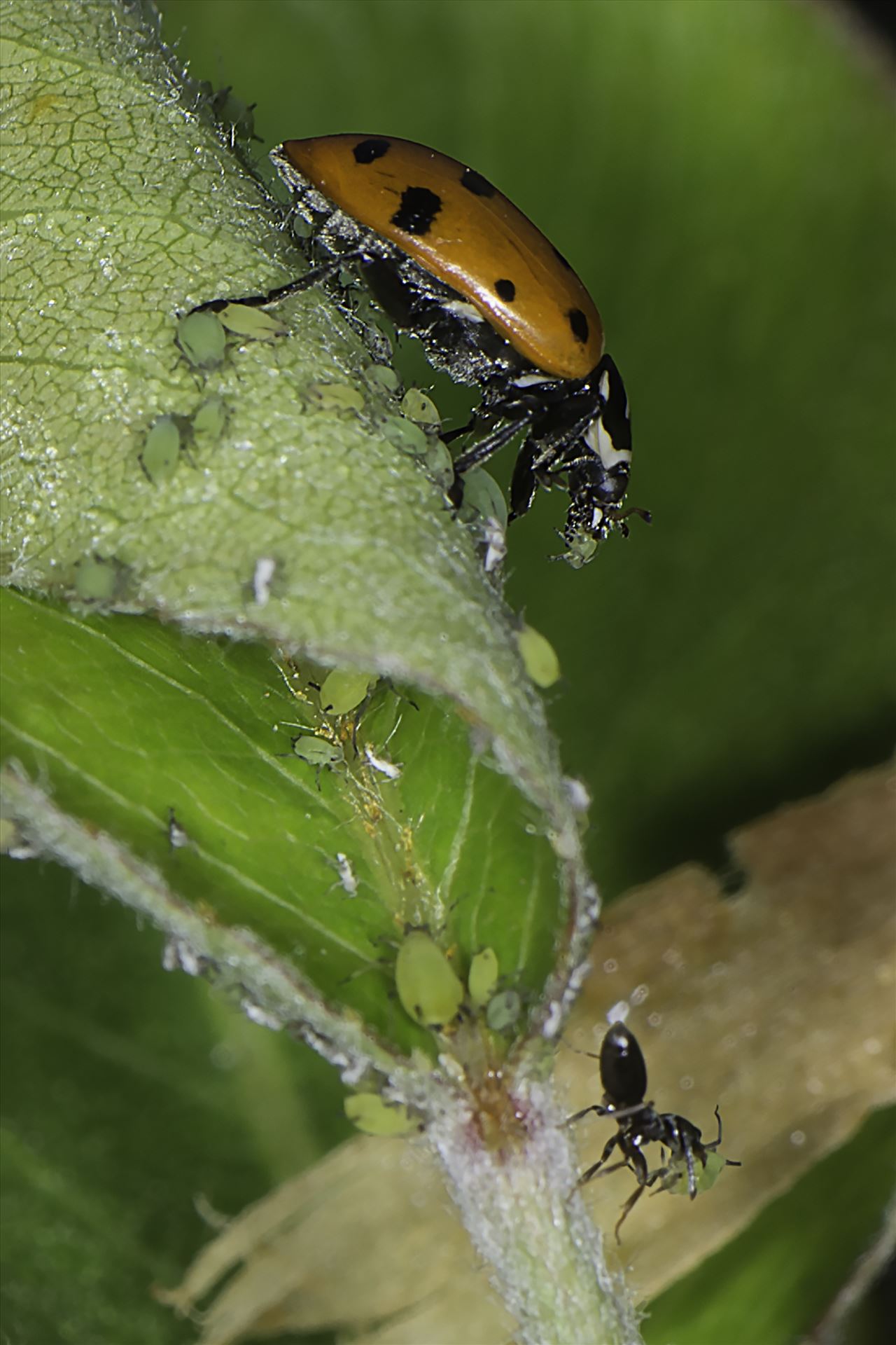 Drama in the Garden - Ladybug eats aphid while ant protects other aphids by Denise Buckley Crawford