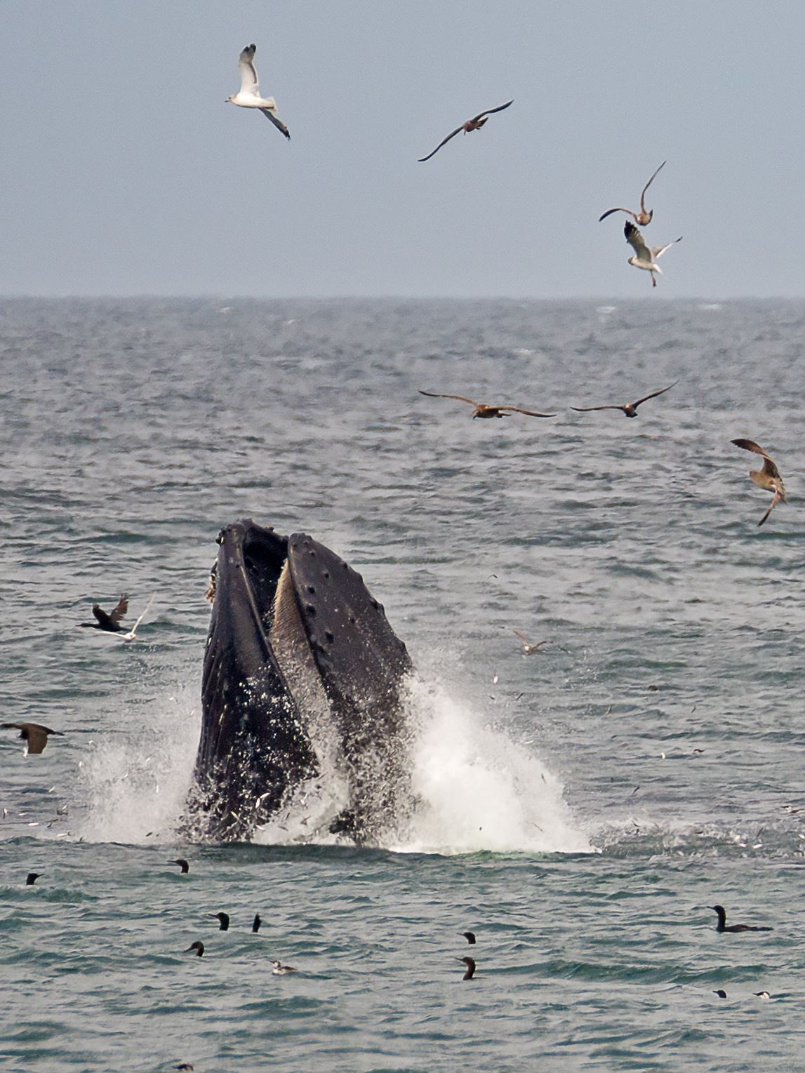 Gulp! - Humpback whale lunge feeding while seabirds fly overhead by Denise Buckley Crawford