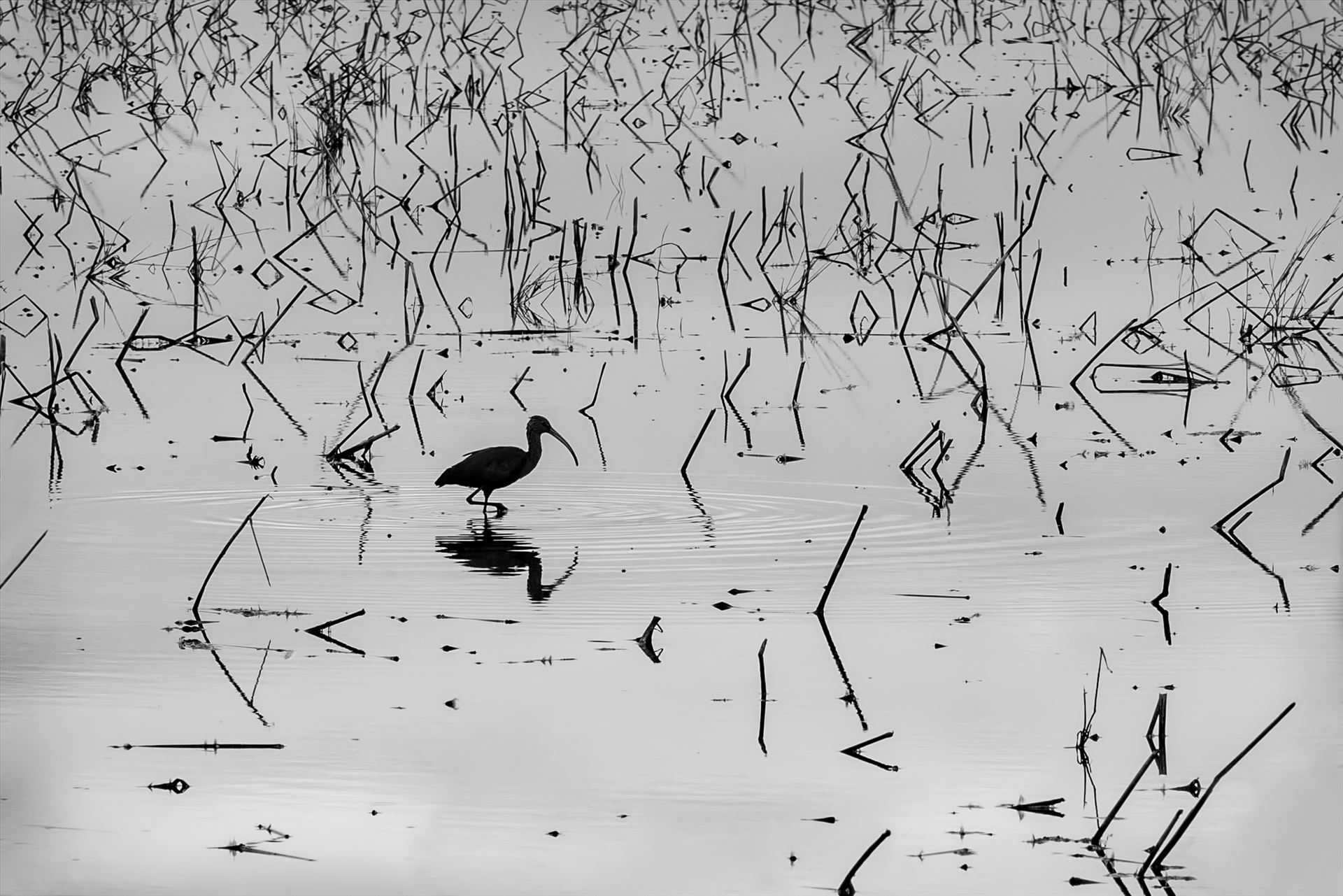 Watching and Waiting - A bird hunts in the shallow waters at the Yolo Bypass by Denise Buckley Crawford