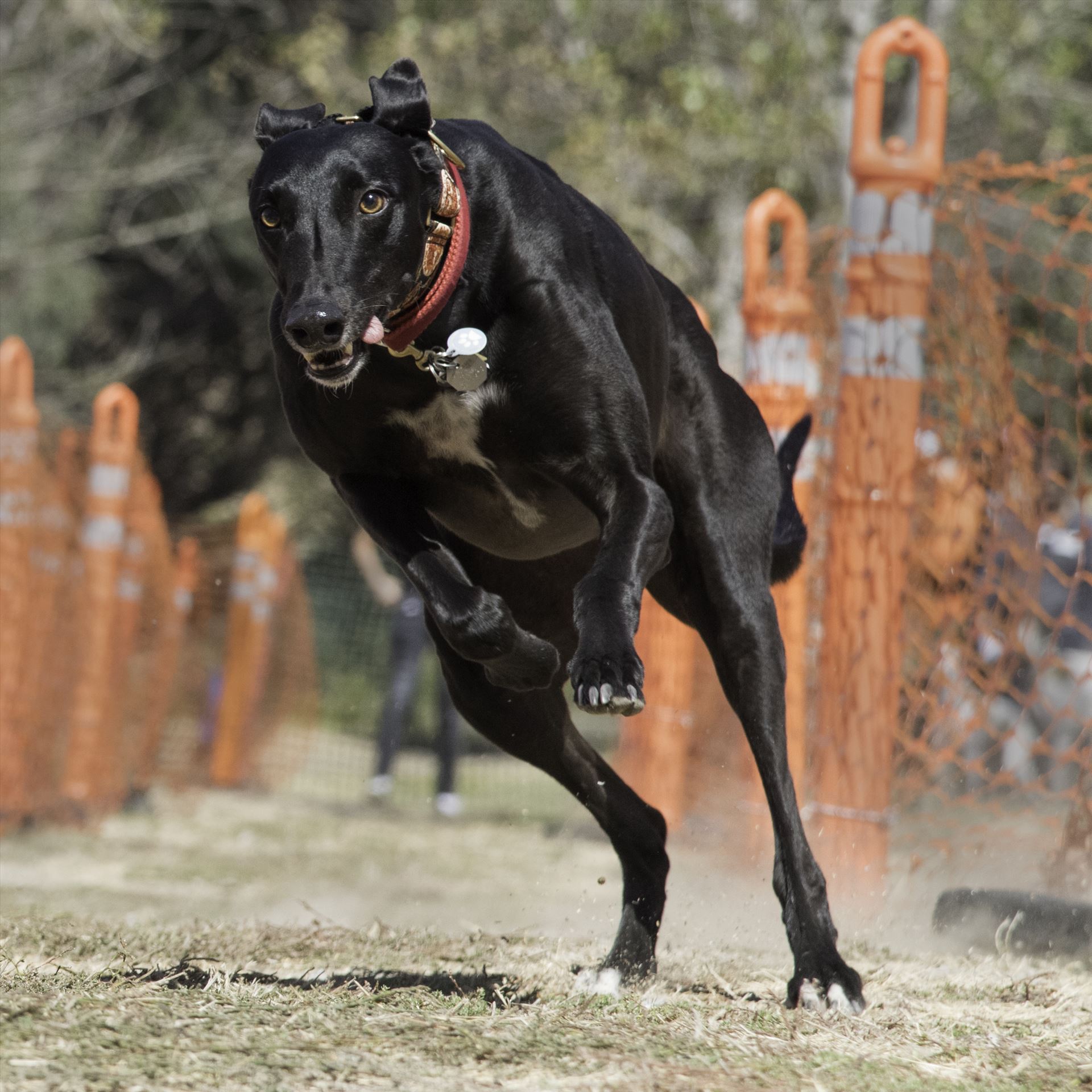 Fast - A retired racing greyhound participates in a fun run race with her rescue group. by Denise Buckley Crawford