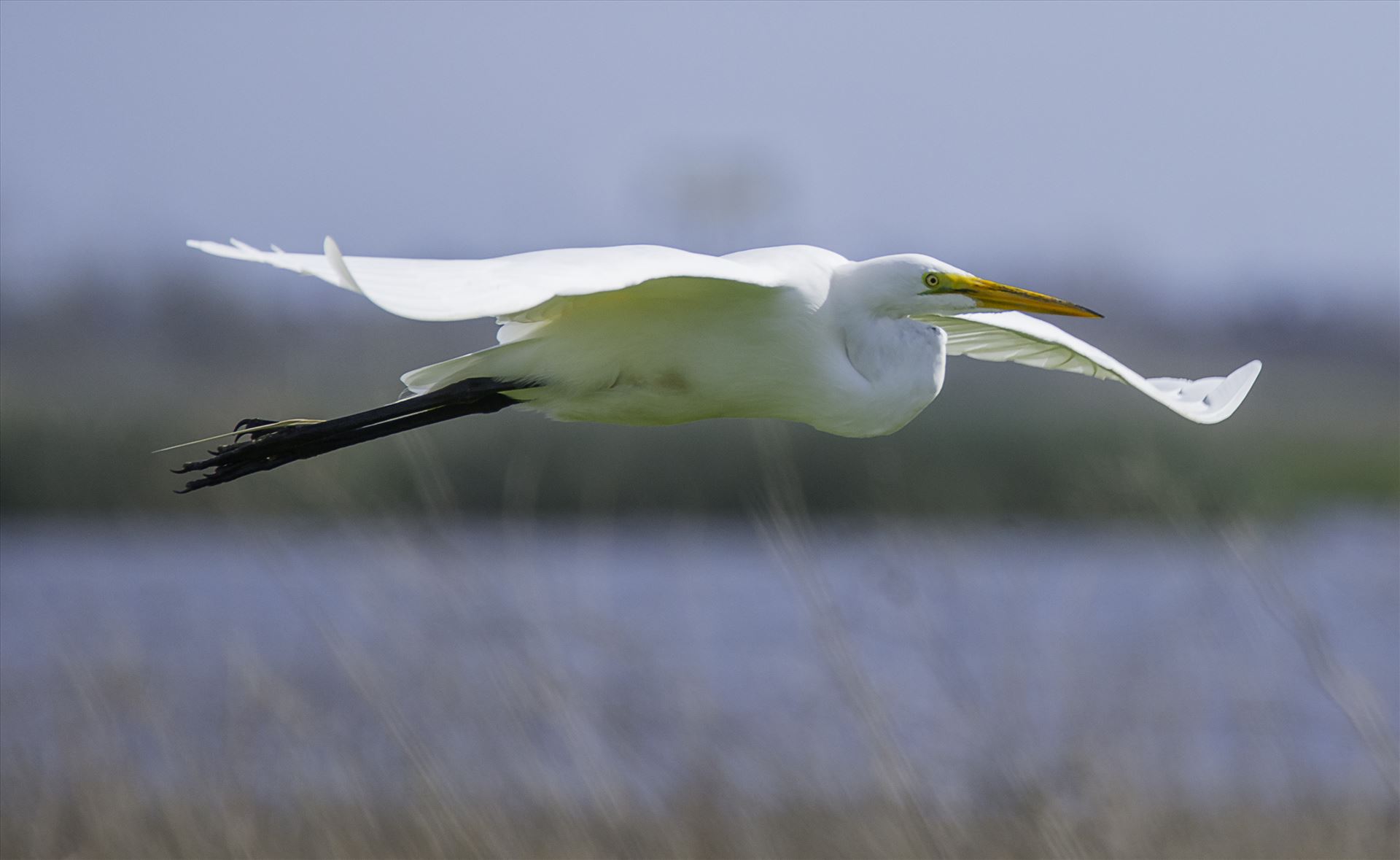 Great Egret in Flight - A great egret flies over the Yolo Bypass Nature Preserve in California by Denise Buckley Crawford