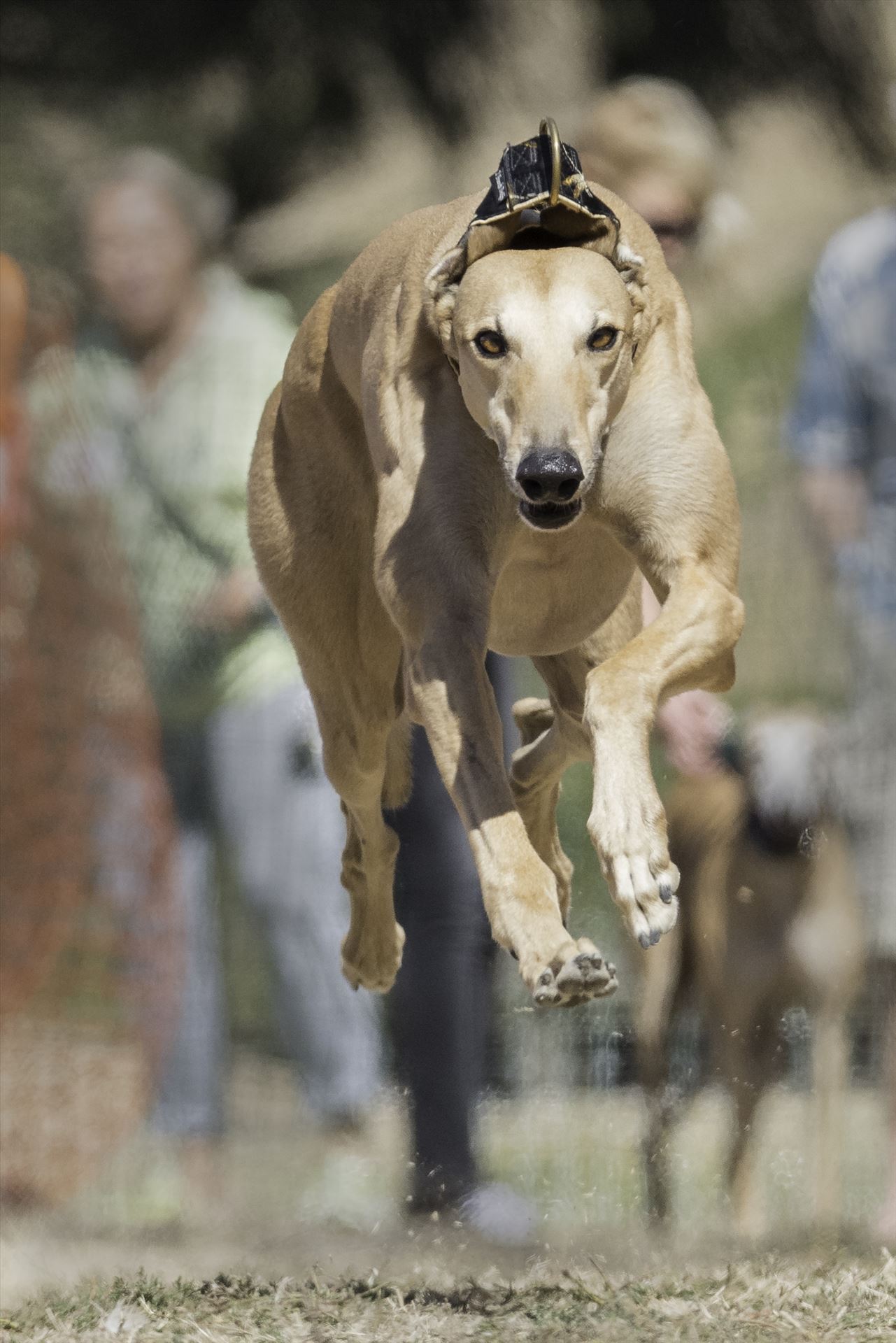 Zoom! - A retired racing greyhound participates in a fun run race with her rescue group. by Denise Buckley Crawford