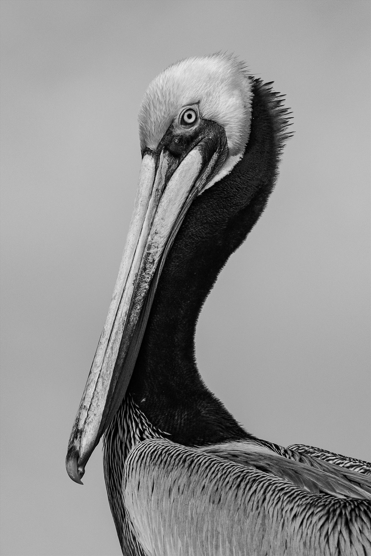 Portrait of K15, a Brown Pelican - Brown Pelican in monochrome by Denise Buckley Crawford