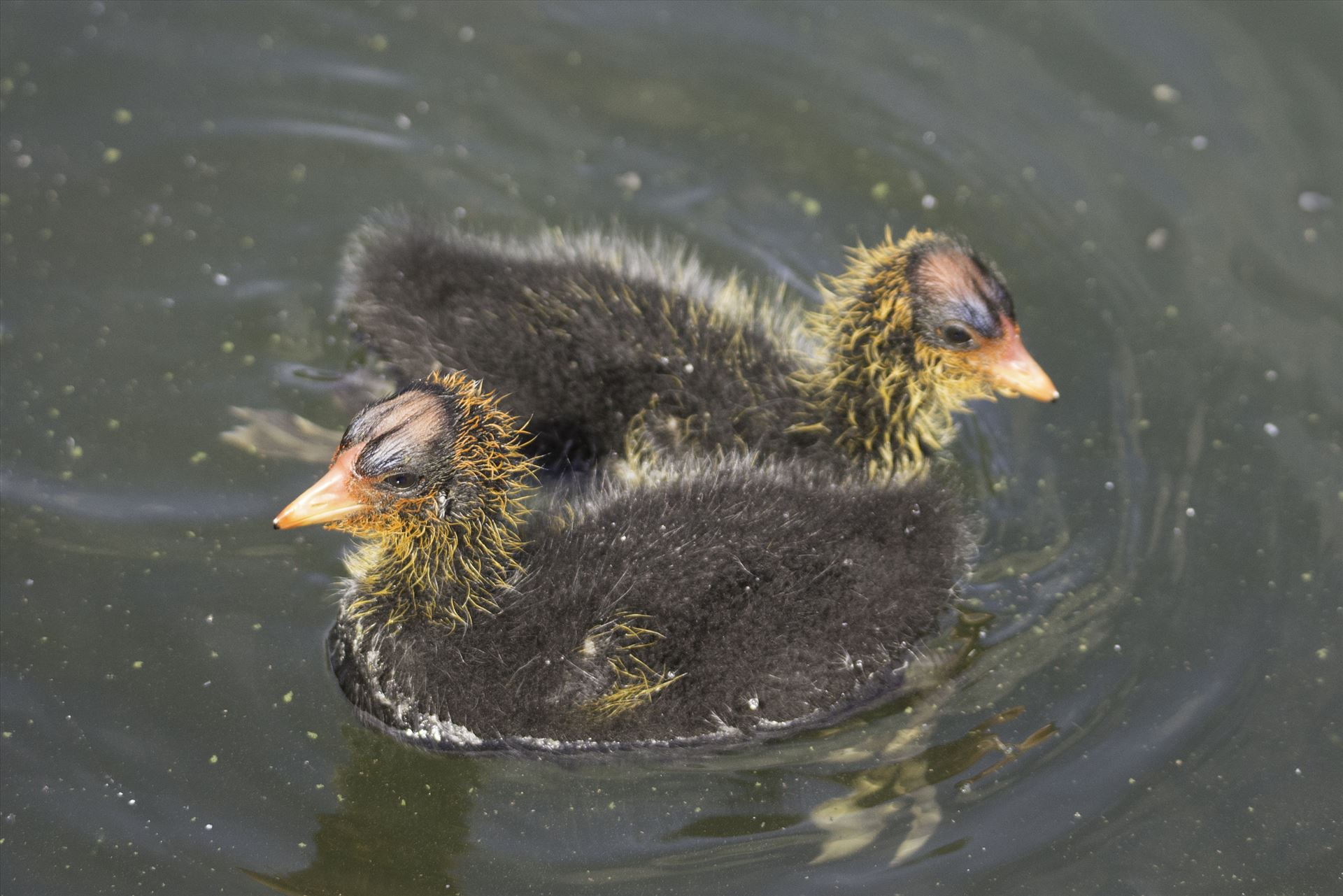 Coot Chicks - Two American Coot Chicks, just a few days old, swim in Newark Lake by Denise Buckley Crawford