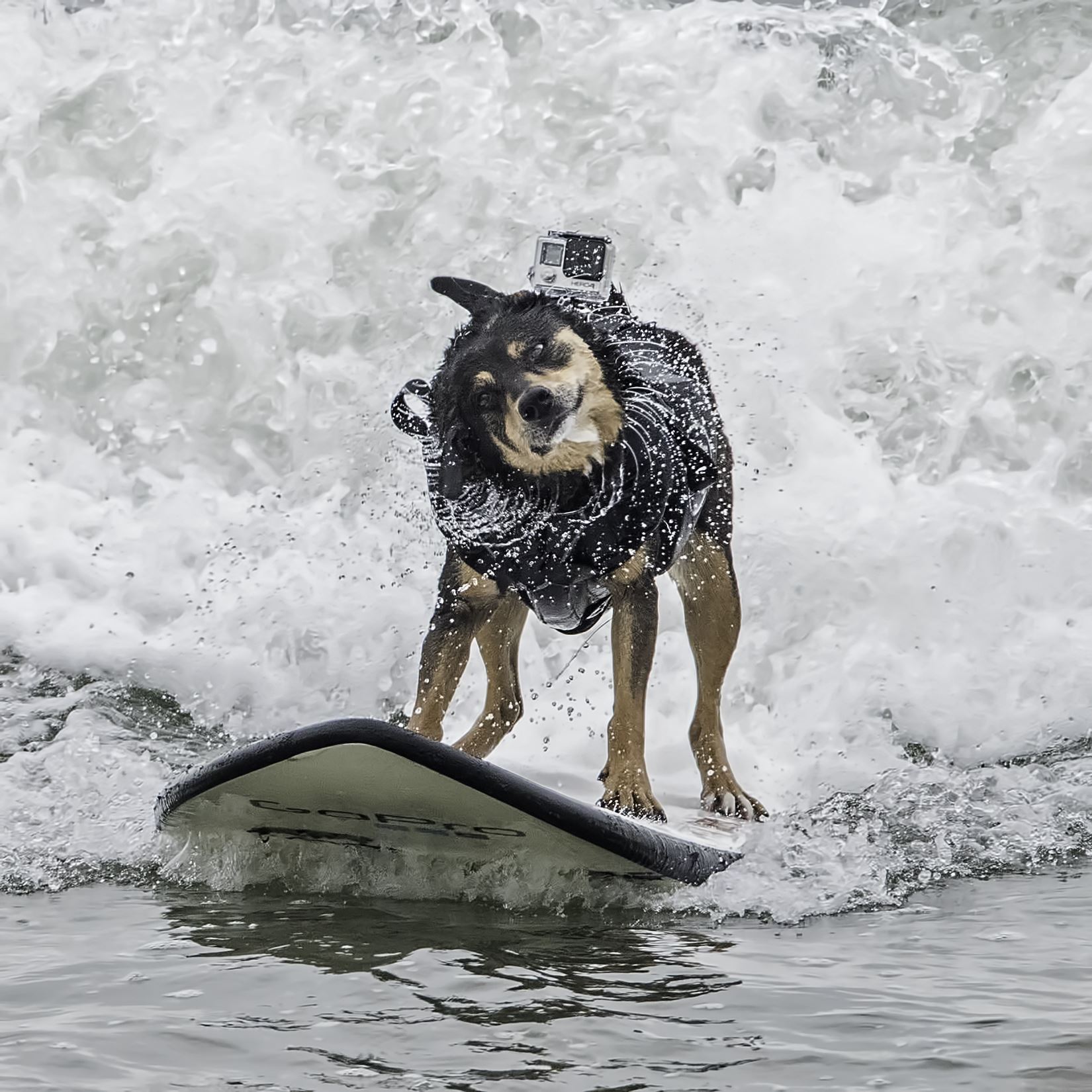 Abby, World Champion Dog Surfer - Abby, holder of the 2016 world record for length of solo surf ride by a dog by Denise Buckley Crawford