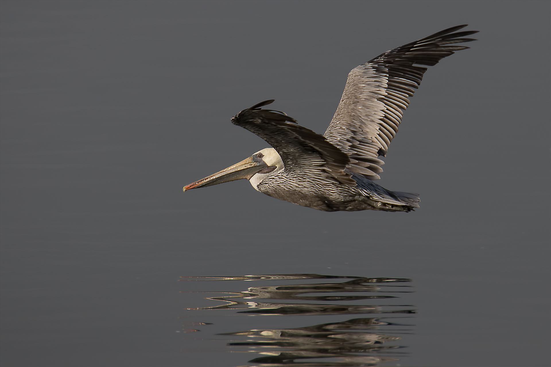 Glide - Brown pelican in flight by Denise Buckley Crawford