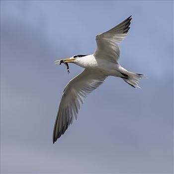 Common tern in flight, with fish in beak