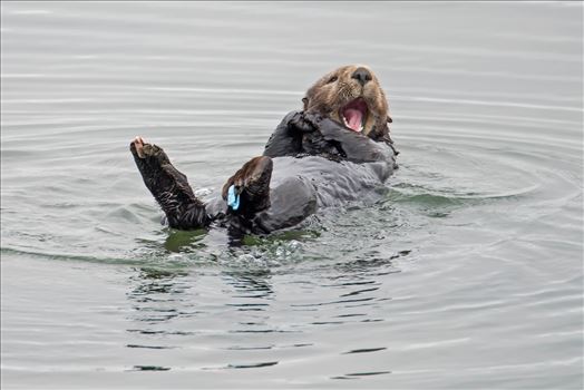 sea otter yawning