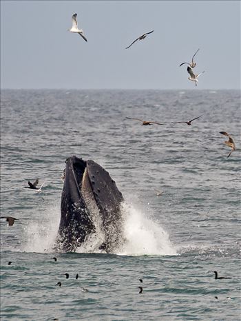 Humpback whale lunge feeding while seabirds fly overhead