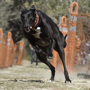 A retired racing greyhound participates in a fun run race with her rescue group.