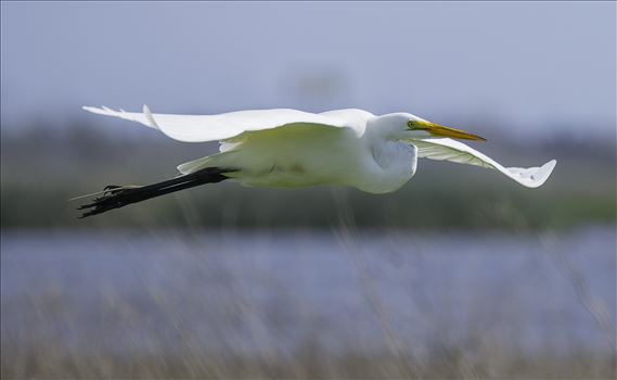 A great egret flies over the Yolo Bypass Nature Preserve in California