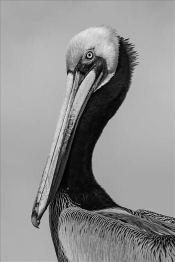 Brown Pelican in monochrome