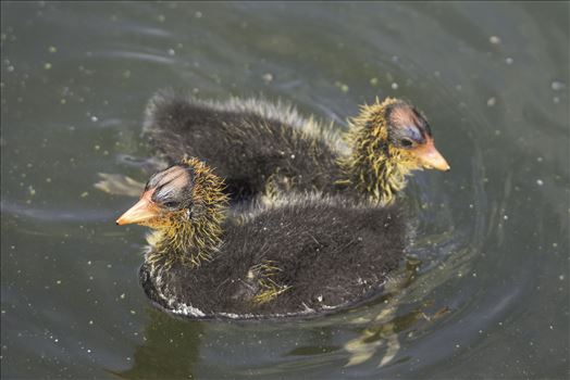Two American Coot Chicks, just a few days old, swim in Newark Lake