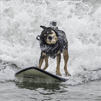 Abby, holder of the 2016 world record for length of solo surf ride by a dog
