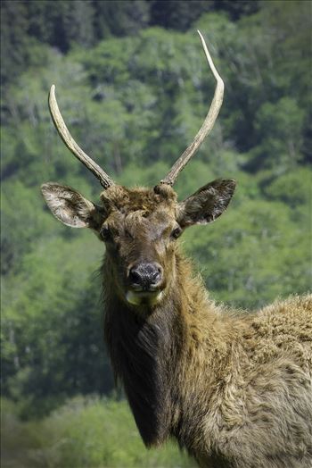 First year Roosevelt Elk