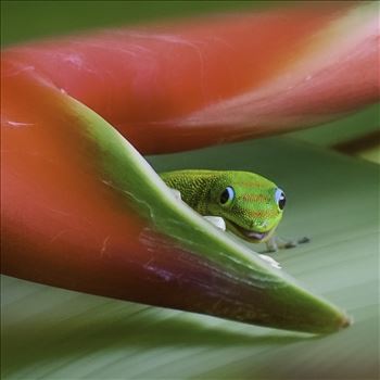 Gold dust day gecko in a Hanging Lobster Claw Plant, Oahu, Hawaii
