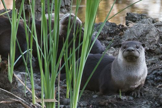 Family of otters in Yolo Bypass, CA
