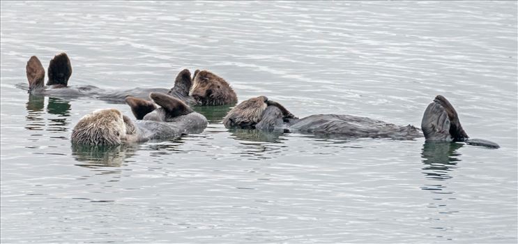 sea otters resting in a group